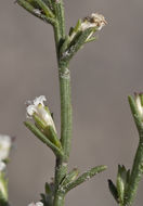 Image of threeflower snakeweed