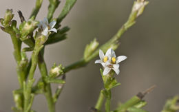 Image of threeflower snakeweed