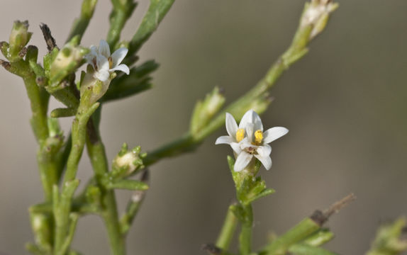 Image de Thurovia triflora J. N. Rose