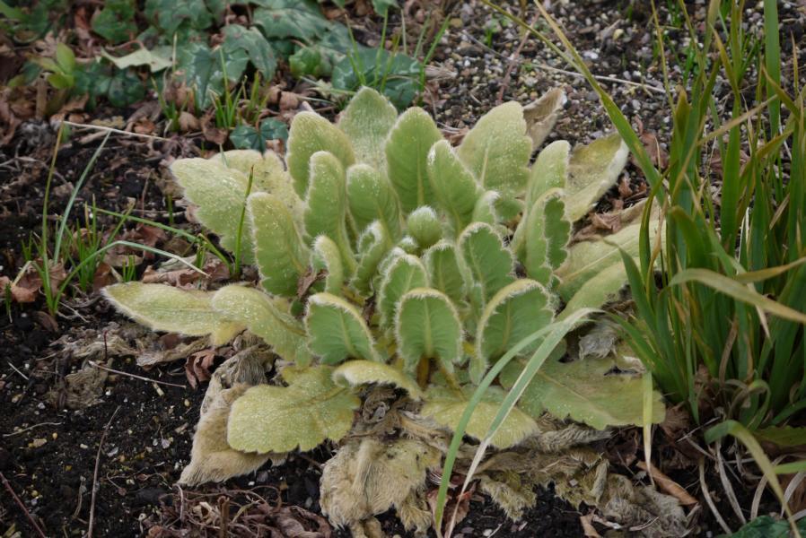 Image of Meconopsis paniculata (D. Don) Prain