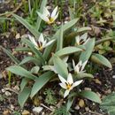 Image of Tulipa turkestanica (Regel) Regel