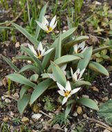 Image of Tulipa turkestanica (Regel) Regel