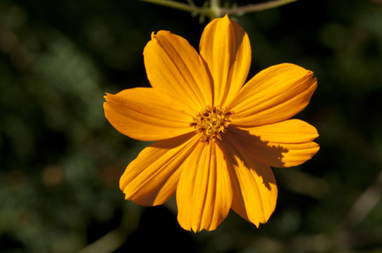 Image of sulphur cosmos