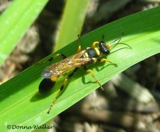 Image of Black and Yellow Mud Dauber