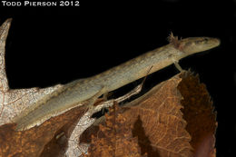 Image of Junaluska Salamander