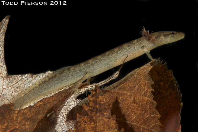 Image of Junaluska Salamander