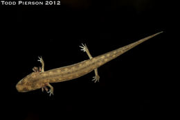 Image of Junaluska Salamander
