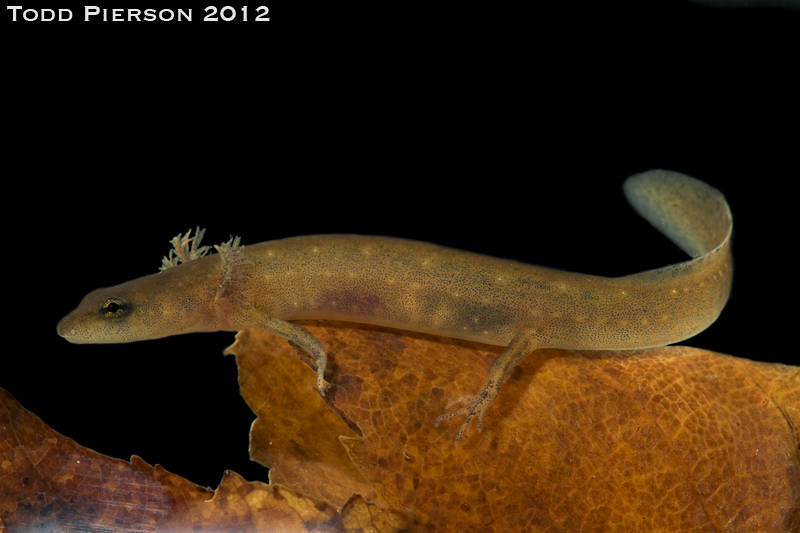 Image of Blue Ridge Two-Lined Salamander