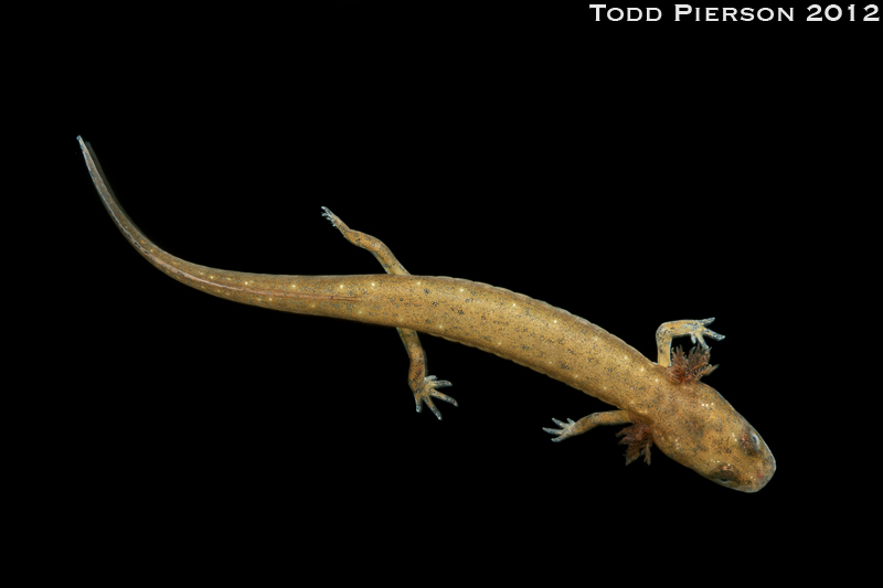 Image of Blue Ridge Two-Lined Salamander