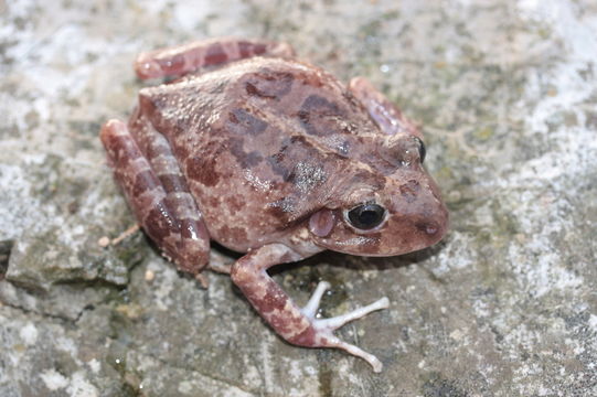 Image of Barking Frog