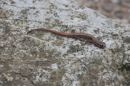 Image of Toothy Splayfoot Salamander