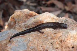 Image of Primeval Splayfoot Salamander