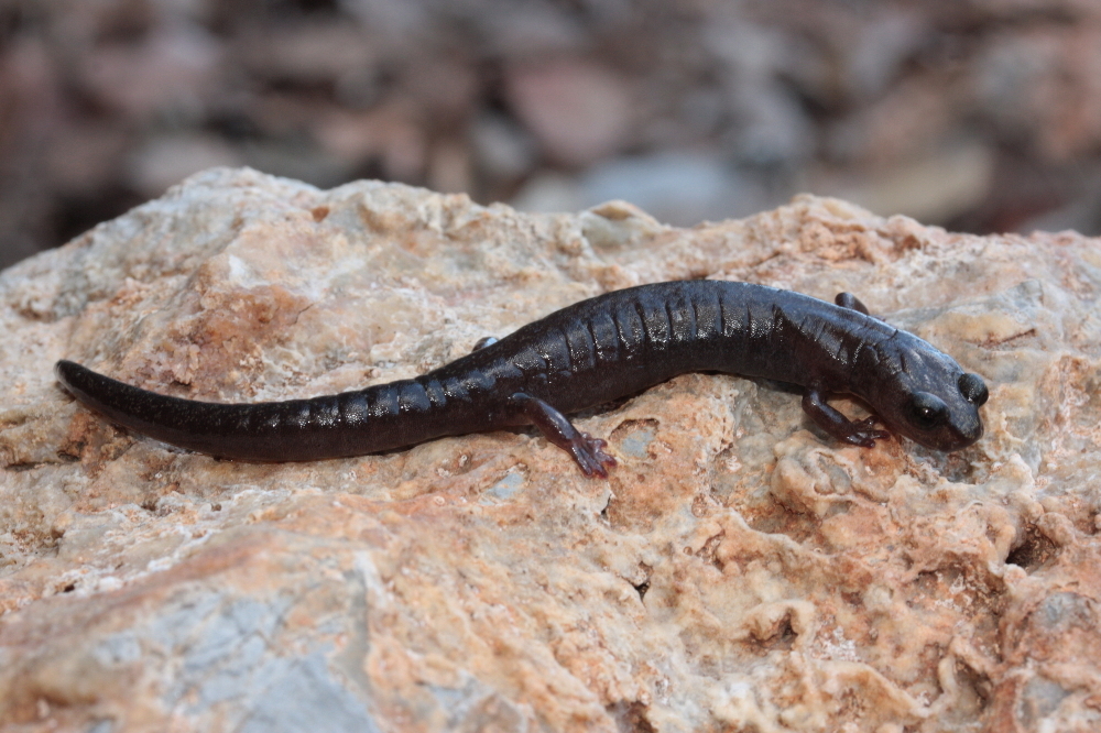 Image of Primeval Splayfoot Salamander