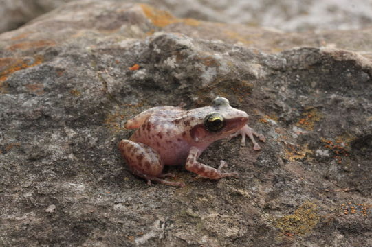 Image of Longfoot Chirping Frog