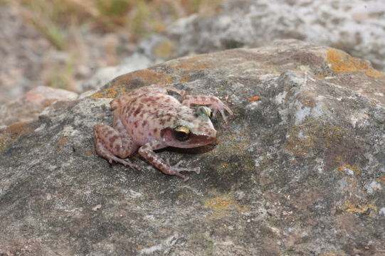 Image of Longfoot Chirping Frog