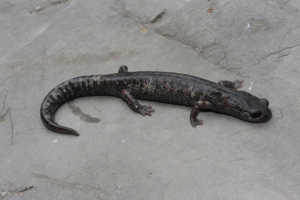 Image of Galeana False Brook Salamander
