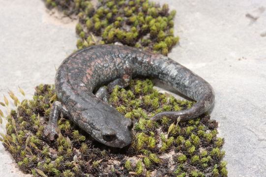 Image of Galeana False Brook Salamander