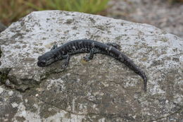 Image of Tamaulipan False Brook Salamander