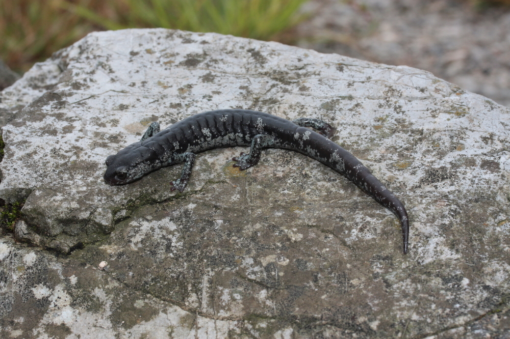 Image of Tamaulipan False Brook Salamander