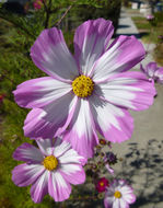 Image of garden cosmos