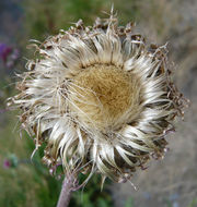 Image de Chardon penché