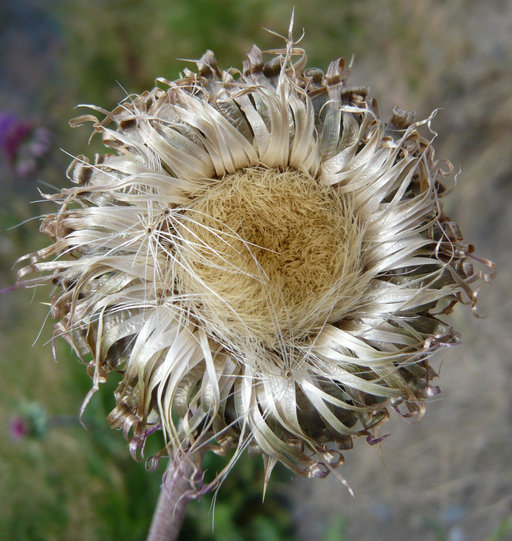 Image of Musk Thistle