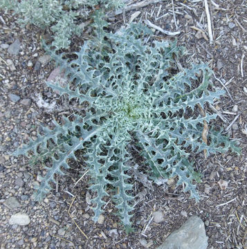 Image of wavyleaf thistle