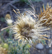 Image of wavyleaf thistle