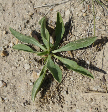 Grindelia squarrosa (Pursh) Dunal resmi