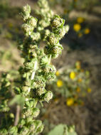 Image of <i>Iva xanthifolia</i>