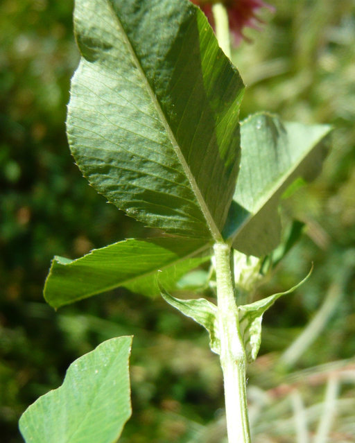 Image of alsike clover