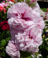 Image of hollyhock