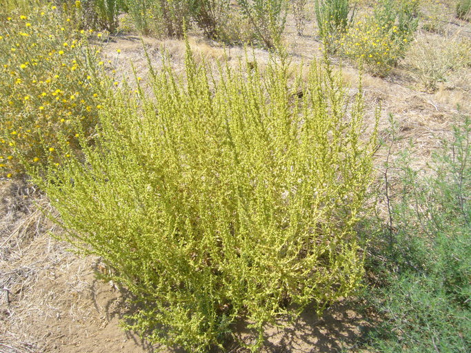 Image of white amaranth, white pigweed