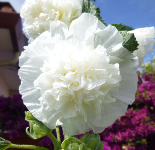 Image of hollyhock