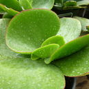 Image of <i>Cotyledon macrantha</i>