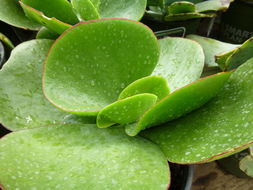 Image of <i>Cotyledon macrantha</i>