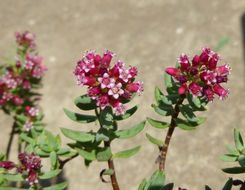 Image of Crassula sarcocaulis Eckl. & Zeyh.