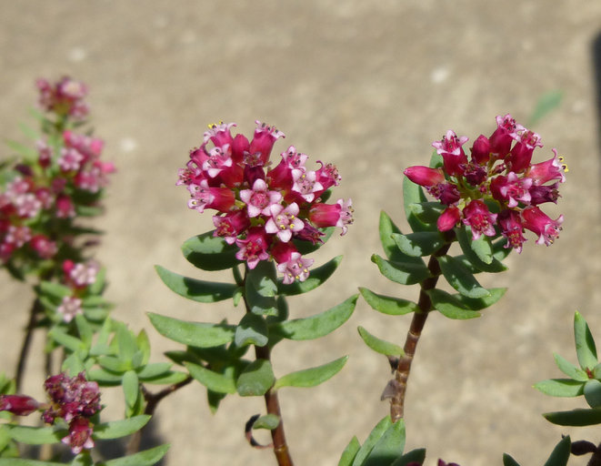 Image of Crassula sarcocaulis Eckl. & Zeyh.