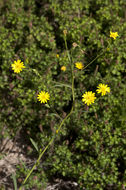 Image of stiffleaf scratchdaisy