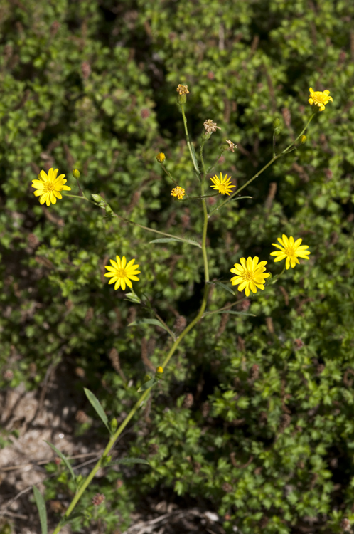 Image of stiffleaf scratchdaisy