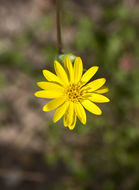 Image of stiffleaf scratchdaisy