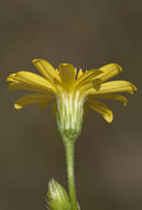 Image of stiffleaf scratchdaisy