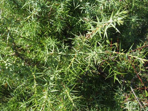 Imagem de Juniperus oxycedrus L.