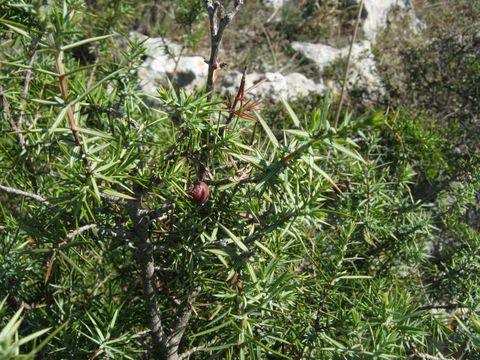 Image of Prickly Juniper