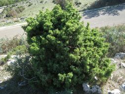 Image of Prickly Juniper