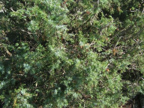 Image of Prickly Juniper