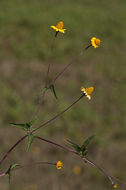 Слика од Acmella repens (Walt.) Richard