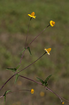 صورة Acmella repens (Walt.) Richard