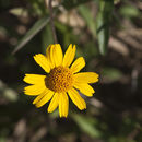 Image of Opposite-Leaf Spotflower
