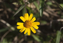 Image of Opposite-Leaf Spotflower